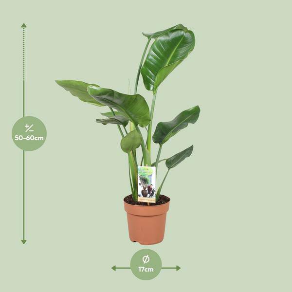 Baum-Strelitzie - Strelitzia Nicolai - Zimmerpflanze - Ø17cm - ↕60cm