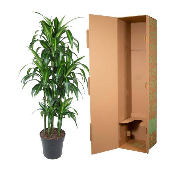 Drachenbaum - Dracaena Hawaiiana Karussell - Zimmerpflanze - 150cm - ø31cm