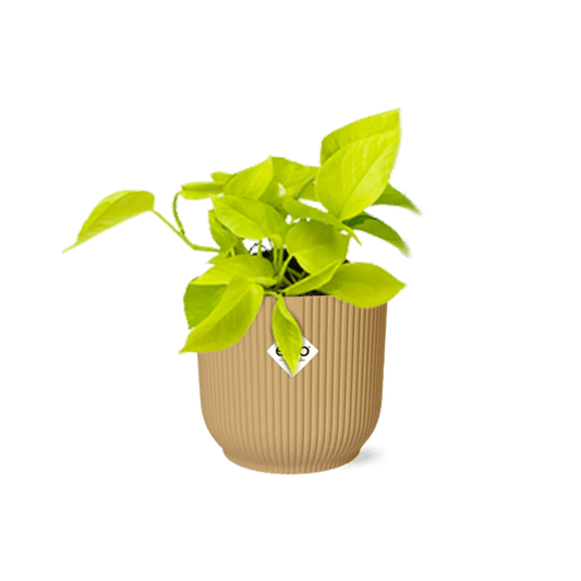 Efeutute - Epipremnum Pinnatum 'Golden Pothos' - Zimmerpflanze + Topf Vibes Fold 14cm Gelb