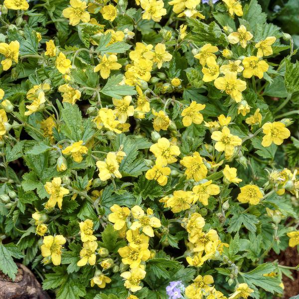 Waldsteinie - Waldsteinia ternata - ↕10-25cm - Ø9cm - 12 Pflanzen – Robuste Bodendeckerpflanze mit gelben Blüten – Sonnig & Halbschattig – Pflegeleicht