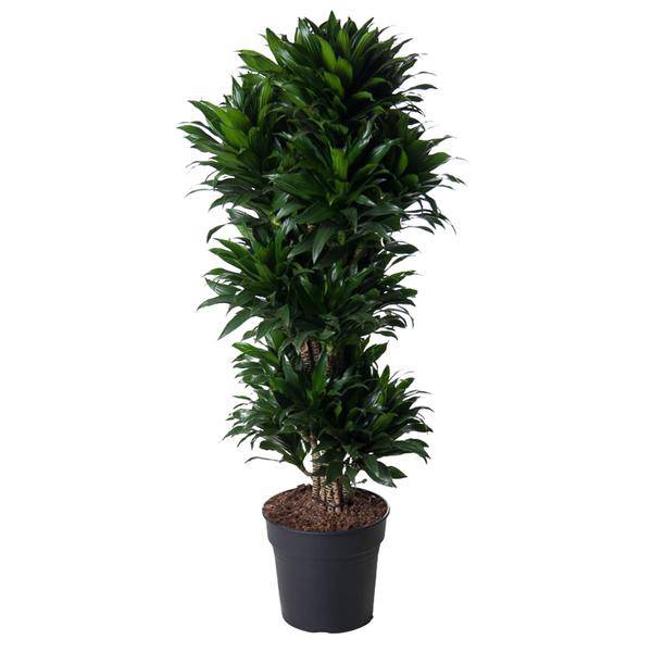Drachenbaum - Dracaena Compacta - Zimmerpflanze - 140cm - ø31cm