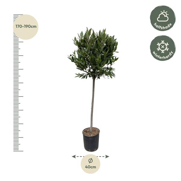 Echter Lorbeer - Laurus nobilis - 210cm - ø40cm