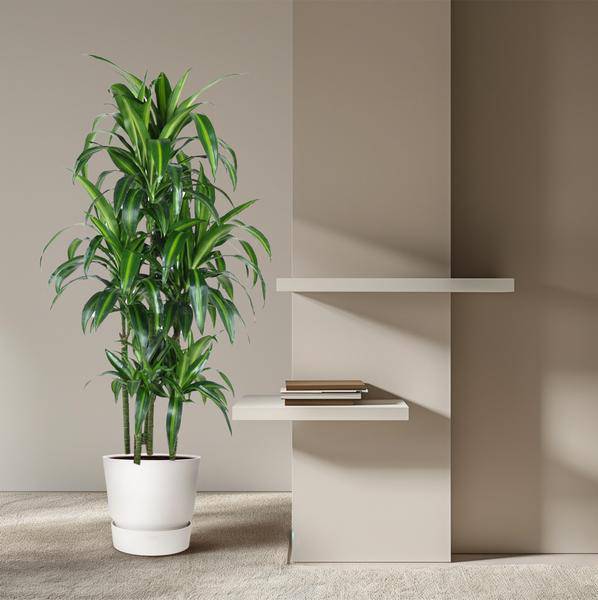 Drachenbaum - Dracaena Hawaiiana Karussell - Zimmerpflanze - 150cm - ø31cm