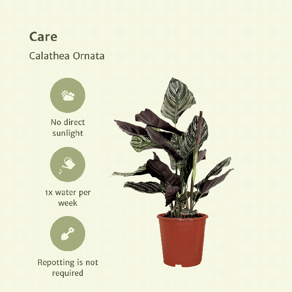 Pfauenpflanze - Calathea Ornata - Zimmerpflanze - 50cm - ø14cm - 2 Stück