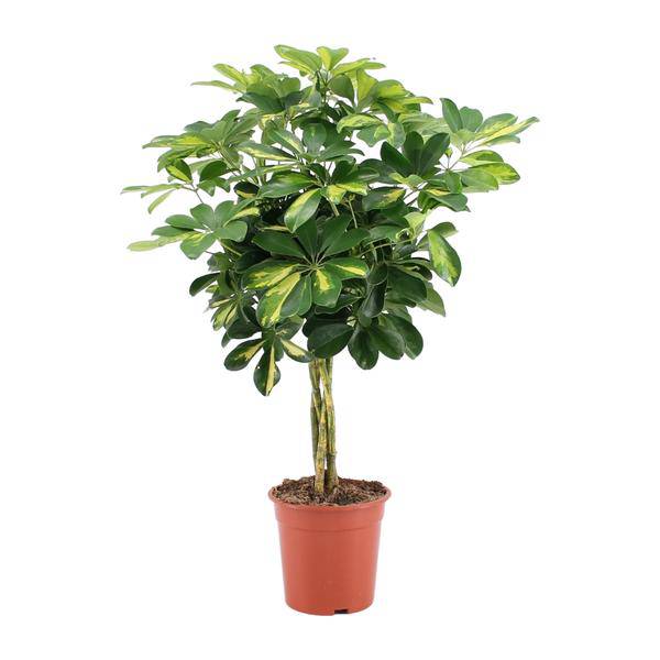 Strahlenaralie - Schefflera Arboricola Gold Capella - Zimmerpflanze - Ø19cm - ↕75cm