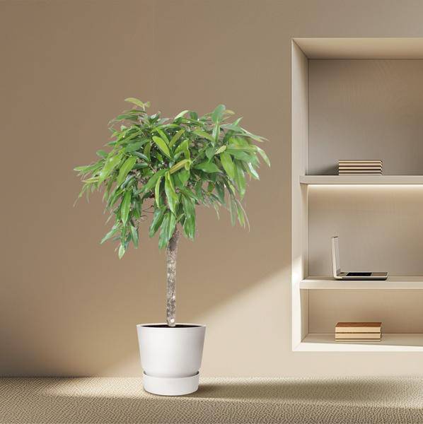 Schmalblättriger Gummibaum – Ficus binnendijkii Amstel King – 140cm – Ø30cm – Zimmerpflanze mit geflochtenem Stamm – Elegante Grünpflanze für Wohnzimmer & Büro