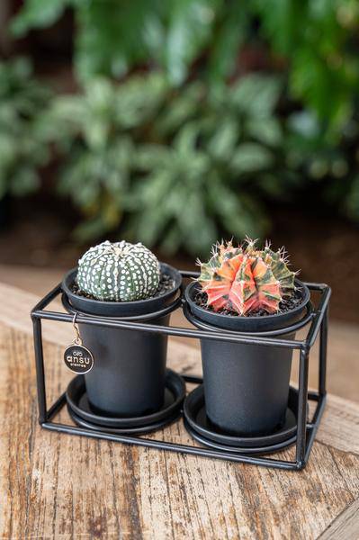 Kaktus Duo im Designrahmen - Ø17cm - ↕12cm – Pflegeleichte Zimmerpflanzen im minimalistischen Rahmen - Modernes Deko-Highlight