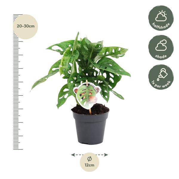 Monstera obliqua Monkey Leaf – Fensterblatt – Kletterpflanze und Zimmerpflanze mit dekorativen Blättern – Ø12cm – ↕25cm