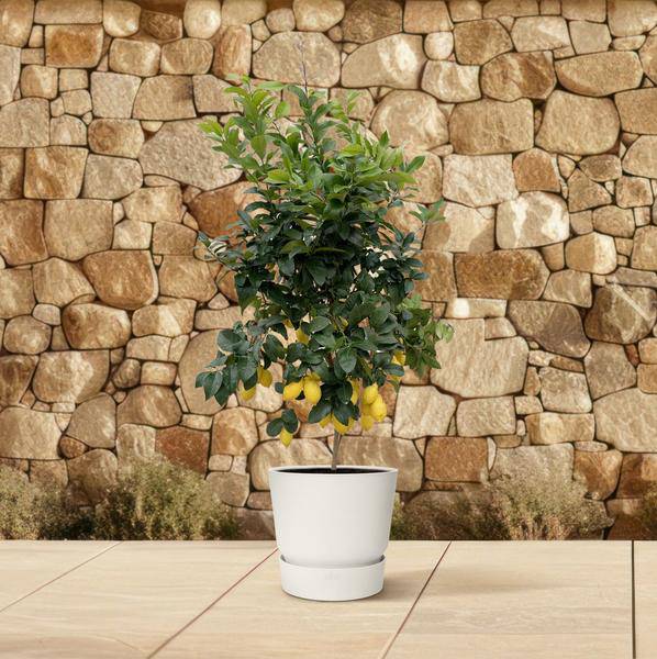 Zitronenbaum – Citrus Calamondin – Zitruspflanze 200cm – Ø40cm – Immergrüne Kübelpflanze mit duftenden Blüten & Früchten – Mediterraner Zitronenbaum für Garten, Terrasse & Wintergarten