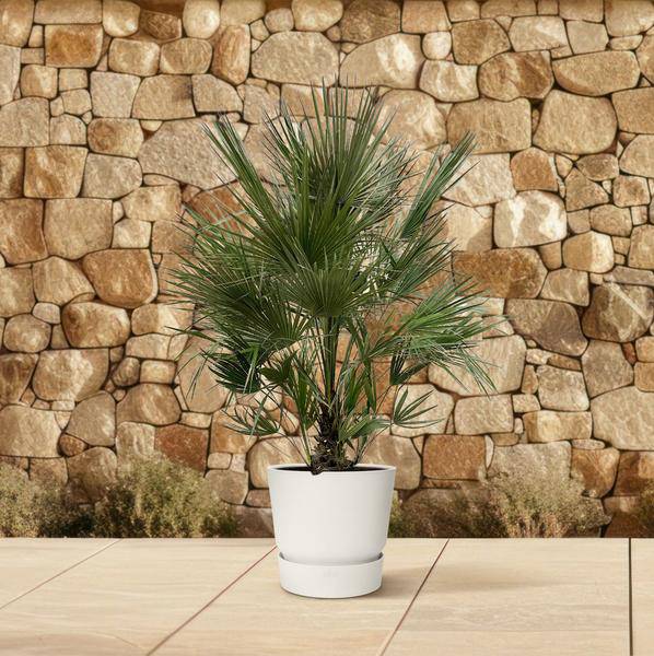 Grüne Zwergpalme - Chamaerops Humilis - 200cm - ø40cm