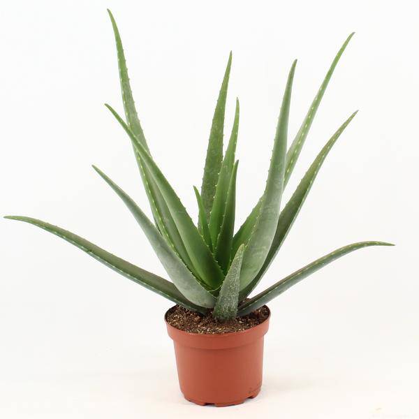 Echte Aloe - Aloe Vera - Zimmerpflanze - Ø19cm - ↕70cm