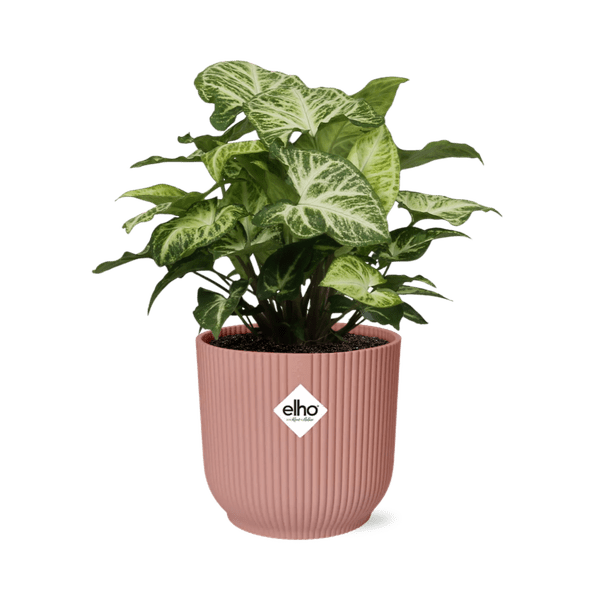 Purpurtute - Syngonium Arrow - Zimmerpflanze + Topf Vibes Fold 14cm Rosa