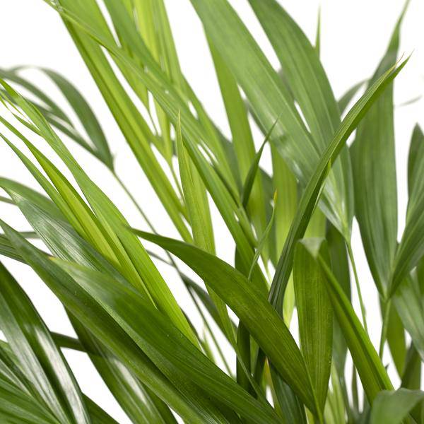 Goldfruchtpalme – Dypsis Lutescens – Areca Palme – Zimmerpflanze – Ø17cm ↕60cm – Luftreinigend – Tropisches Flair – Pflegeleicht – Halbschatten