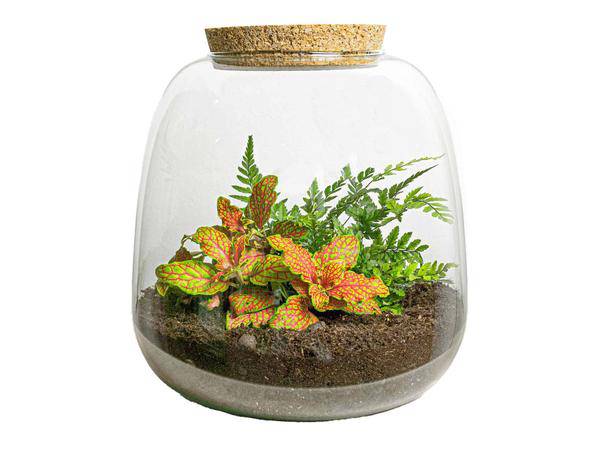 Flaschengarten – Emma Mini – DIY Bausatz – ↑20cm – Ø19cm – mit Fittonia Ruby Lime – Selbstbewässerndes Pflanzenterrarium