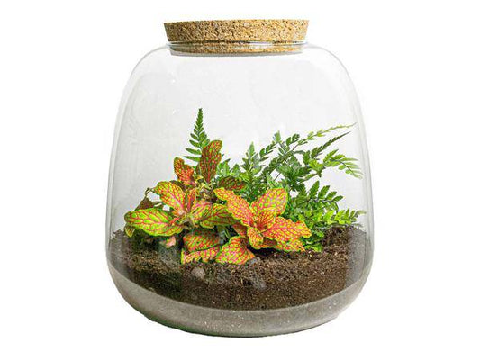 Flaschengarten – Emma Mini – DIY Bausatz – ↑20cm – Ø19cm – mit Fittonia Ruby Lime – Selbstbewässerndes Pflanzenterrarium