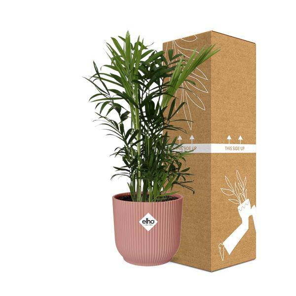 Mexikanische Bergpalme - Chamaedorea Elegans - Zimmerpflanze + Topf Vibes Fold 14cm Rosa