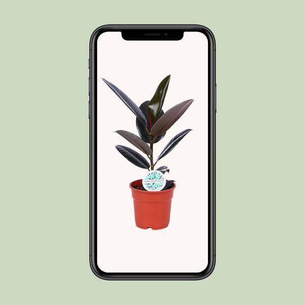 Gummibaum - Ficus Elastica Abidjan - Zimmerpflanze - Ø17cm - ↕55cm