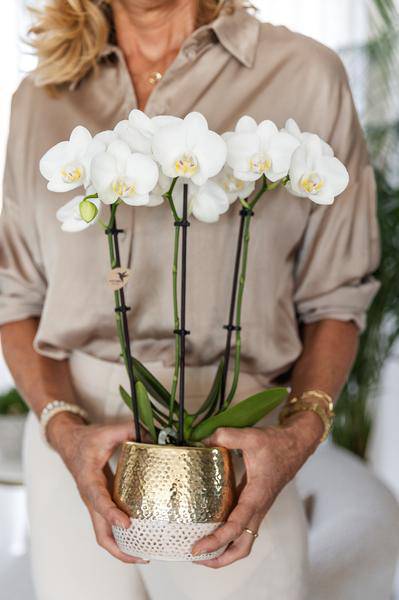 Phalaenopsis Orchidee Weiß - Amabilis + Elite Topf Gold - Topfgröße Ø9cm - 40cm hoch - blühende Zimmerpflanze
