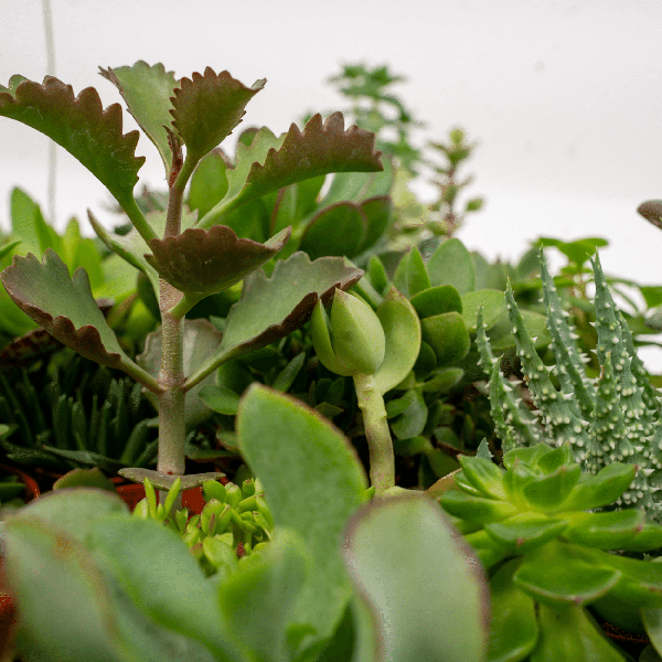 Sukkulenten Mix - 10 Stück - Ø5,5cm - ↕7cm