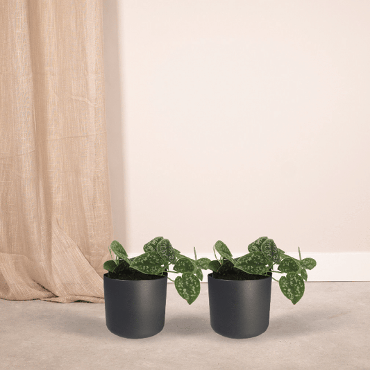 Efeutute - Scindapsus Pictus Epipremnum - 15cm - ø12cm - 2 Stück