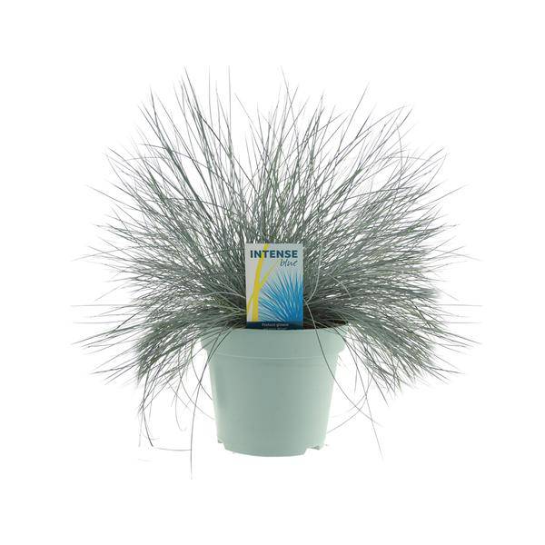 Blauschwingel - Festuca Glauca Intense Blue - Zimmerpflanze - Ø17cm - ↕35cm