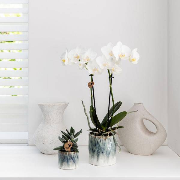weiße Phalaenopsis Orchidee - Amabilis + Sky Topf - Topfgröße Ø9cm - 40cm hoch - Zimmerpflanze