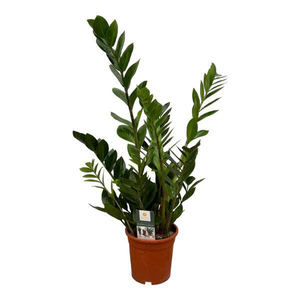 Zamioculcas - Glücksfeder - Zimmerpflanze - ↕75 cm - Ø17cm