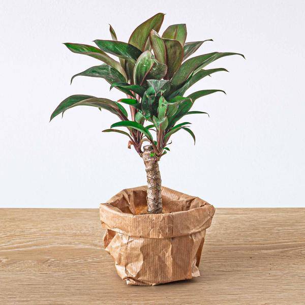 Mini-Palme - Keulenlilie - Cordyline fruticosa 'Purple Compacta' - Terrarienpflanze - Topfgröße 6