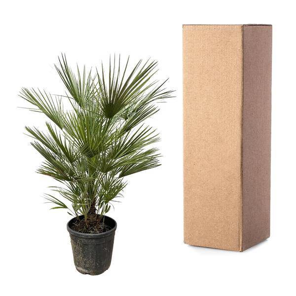 Grüne Zwergpalme - Chamaerops Humilis - Zimmerpflanze - 150cm - ø30cm
