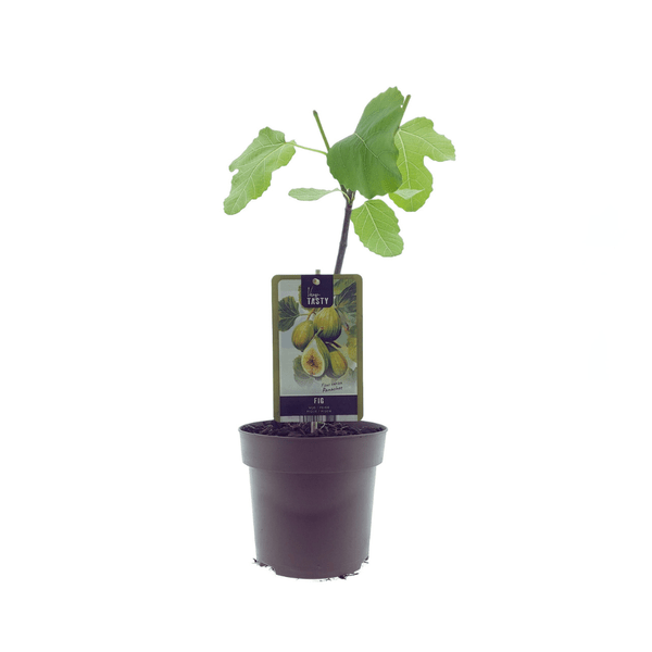 Ficus Panachee – Feigenbaum – Ø15cm – ↕40cm – Pflegeleichte Zimmerpflanze mit buschigem, glänzendem Laub – Für Wohnräume, Büro & Balkon