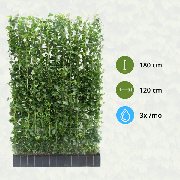 Hedera Hibernica – Efeu Fertighecke – Höhe ca. 180cm – Immergrüne Hecke – dichter Sichtschutz & sofortige Privatsphäre für Garten & Terrasse