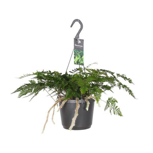 Tarantelfarn – Humata Tyermannii – Bärenfußfarn – Ø17cm ↕20–30cm – Zimmerpflanze – Pflegeleicht – Halbschatten – Luftreinigend – Exotisches Farngewächs