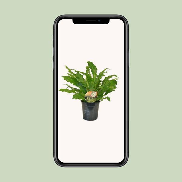 Nestfarn - Asplenium Campio - Zimmerpflanze - Ø17cm - ↕50cm