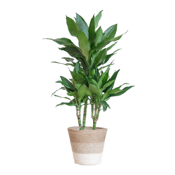 Dracaena Janet Lind 95cm – Drachenbaum Zimmerpflanze Ø21cm – pflegeleichte luftreinigende Grünpflanze im nachhaltigen Jutekorb Lissabon Weiß – dekorativer Blickfang für Zuhause & Büro