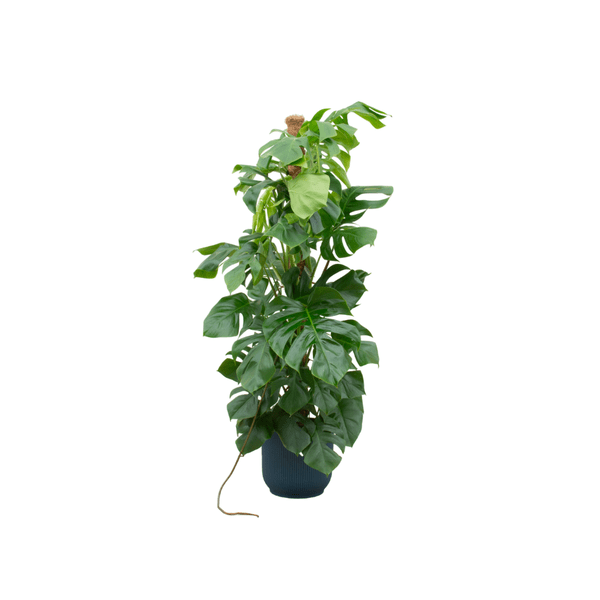 Monstera Pertusum – Fensterblatt – ca. 150cm hoch – Ø30cm – Inkl. Pflanztopf Vibes Fold Rund Blau – Exotische Zimmerpflanze mit großen Blättern – Tropische Grünpflanze für Wohnzimmer & Büro