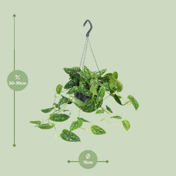 Gefleckte Efeutute – Scindapsus Pictus – Zimmerpflanze – Ø15 cm – 25 cm hoch – silbrige, gesprenkelte Blätter – pflegeleicht – indirektes Licht – Indoor-Pflanze