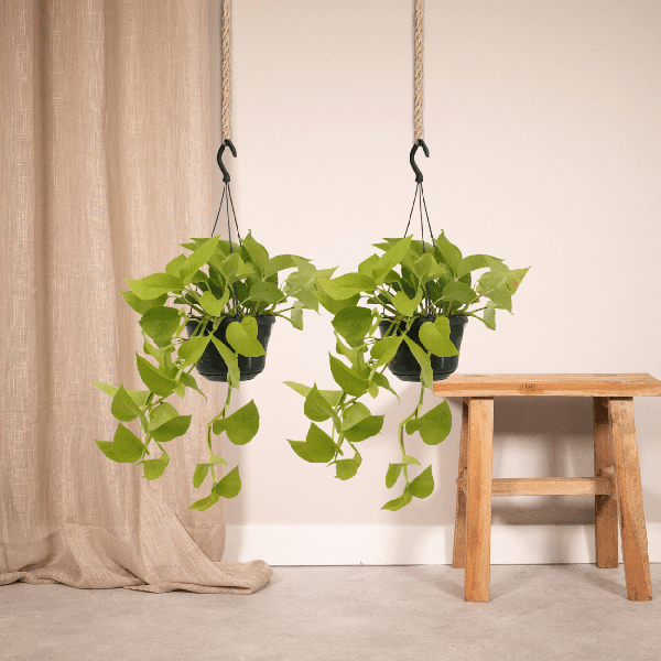 Efeutute - Epipremnum Golden Pothos Scindapsus - Zimmerpflanze - Ø15cm - ↕25cm - 2 Stück