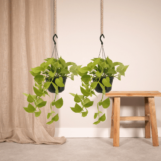 Efeutute - Epipremnum Golden Pothos Scindapsus - Zimmerpflanze - Ø15cm - ↕25cm - 2 Stück