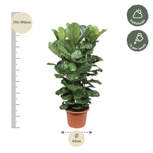 Echte Feige - Ficus Lyrata - 180cm - ø45cm