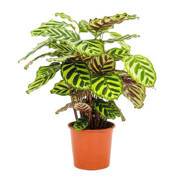 Pfauen-Korbmaranthe - Calathea Makoyana - Zimmerpflanze - Ø14cm - ↕45cm