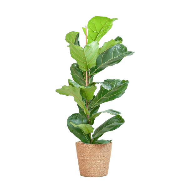 Ficus Lyrata – Geigen-Feige Zimmerpflanze – ca. 80cm hoch – Ø21cm – große dekorative Blätter – inkl. Seegras Korb Sofia Natur