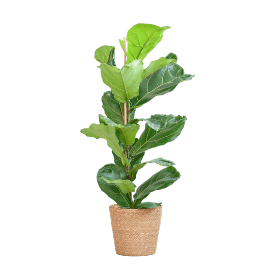 Ficus Lyrata – Geigen-Feige Zimmerpflanze – ca. 80cm hoch – Ø21cm – große dekorative Blätter – inkl. Seegras Korb Sofia Natur