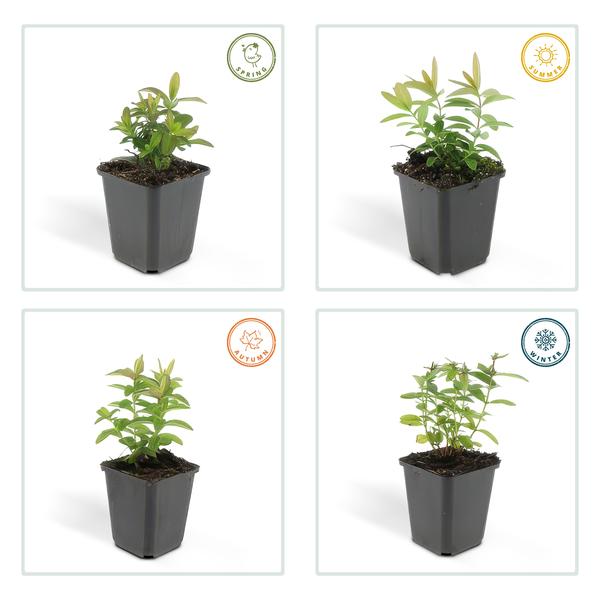 Hypericum calycinum – Großkelchiges Johanniskraut – ↕10-25 cm – Ø9 cm – 40 Pflanzen – Reich blühender Bodendecker – Pflegeleicht & sonnig