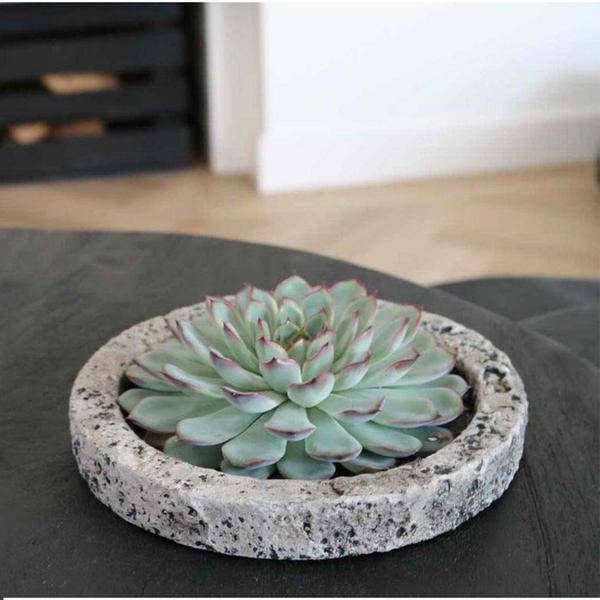 Sukkulente - Echeveria Lilacina in Schale 'Concrete' - Zimmerpflanze - Ø20 cm - ↕5cm