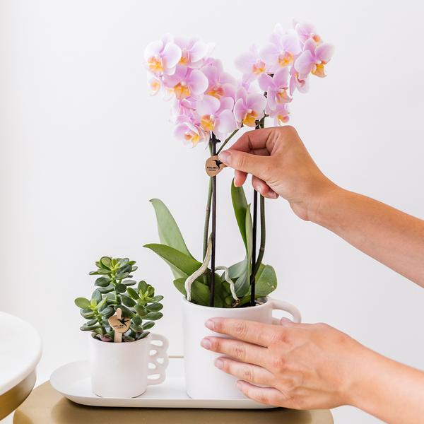 Überraschungsbox - 4 verschiedene Orchideen