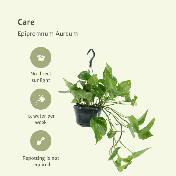 Efeutute - Epipremnum Aureum Scindapsus - Zimmerpflanze - 25cm - ø15cm - 2 Stück