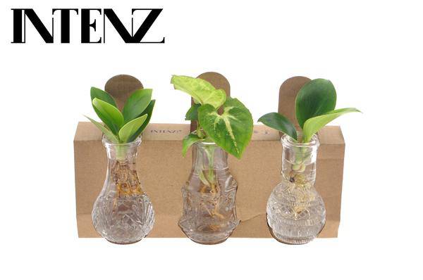 Zimmerpflanzen Mix In Berlin Glas - Ø7cm - ↕10cm