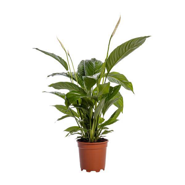 Einblatt - Spathiphyllum Bingo Cupido - Zimmerpflanze - Ø19cm - ↕80cm