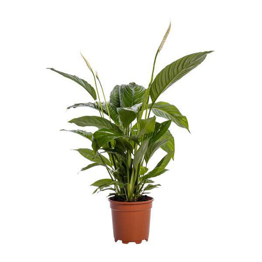 Einblatt - Spathiphyllum Bingo Cupido - Zimmerpflanze - Ø19cm - ↕80cm