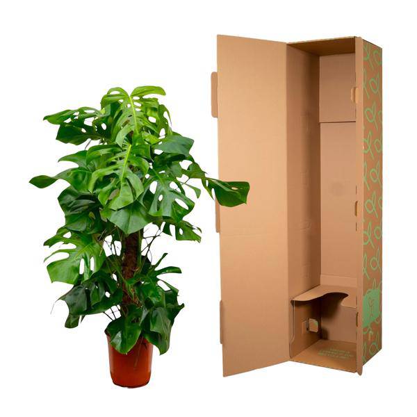 Monstera Deliciosa - Köstliches Fensterblatt - Zimmerpflanze - 150cm - ⌀27cm